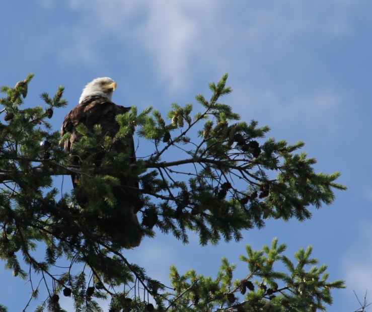 Bald Eagle on Watch